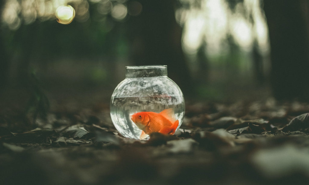 Goldfish sitting alone in a bowl in the forest.
