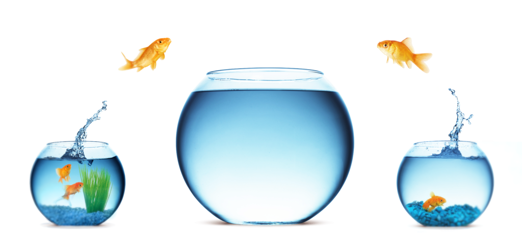 Two goldfish jump from their respective family fishbowls into one shared fishbowl.